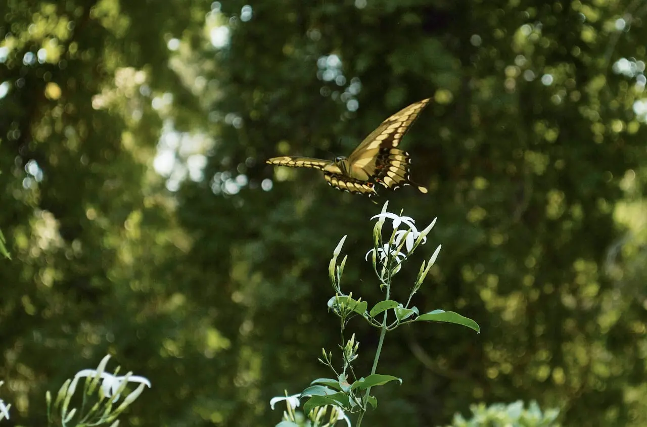 Naturaleza y Mariposa en El Pantano